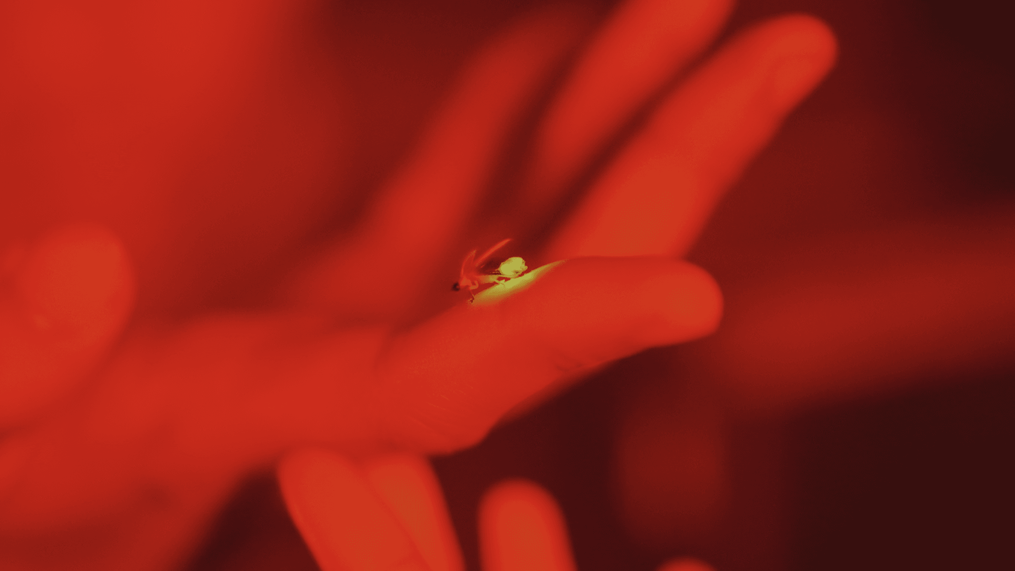 Return of the Fireflies
