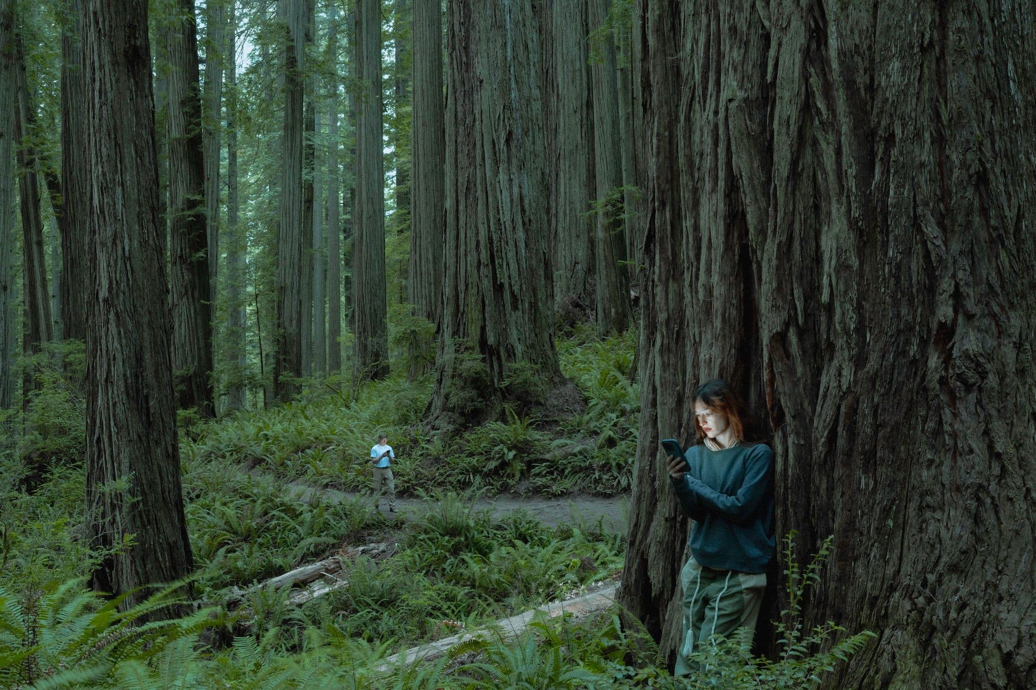 Coastal redwoods on Summer's journey