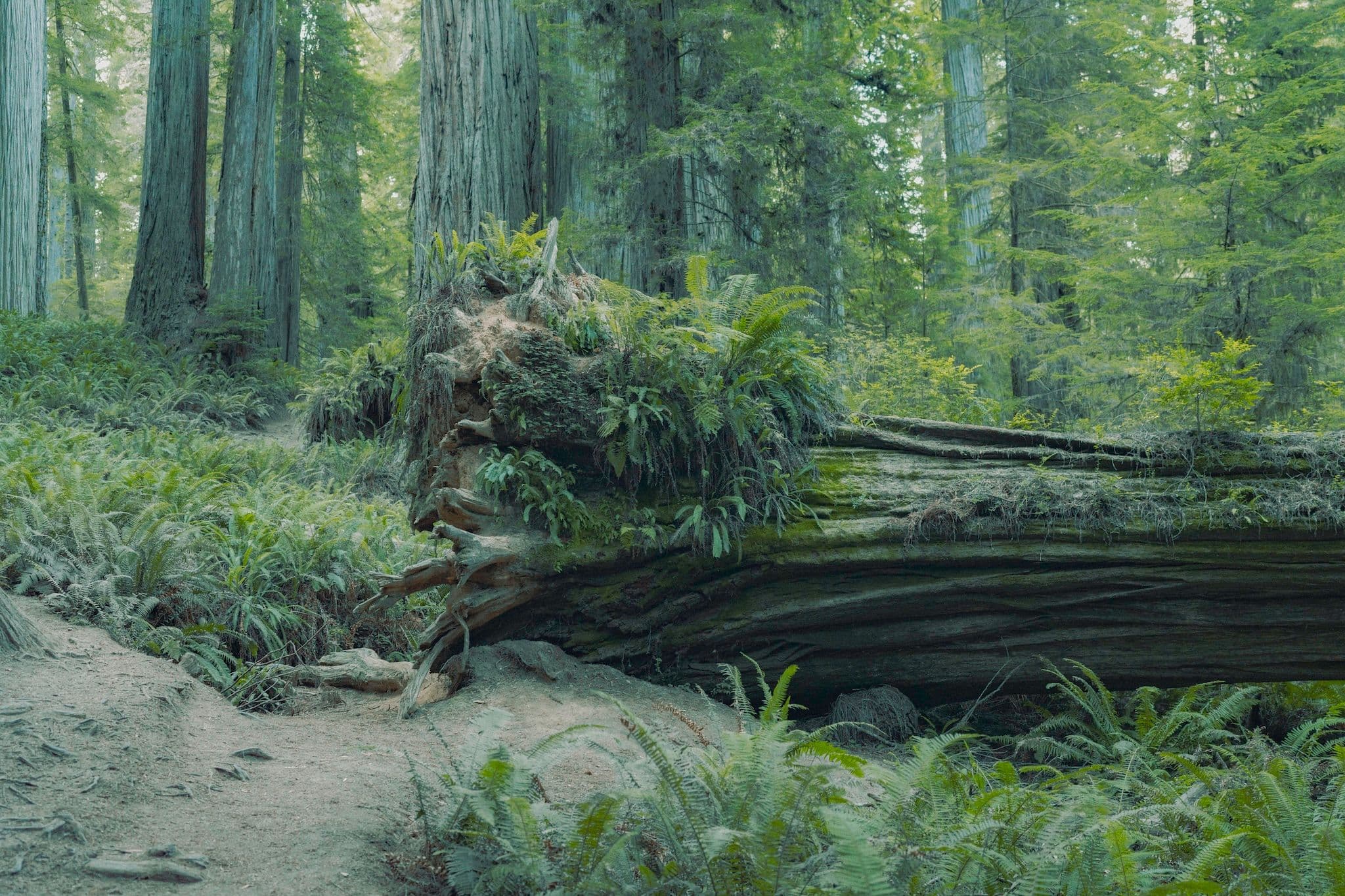 Fallen redwood