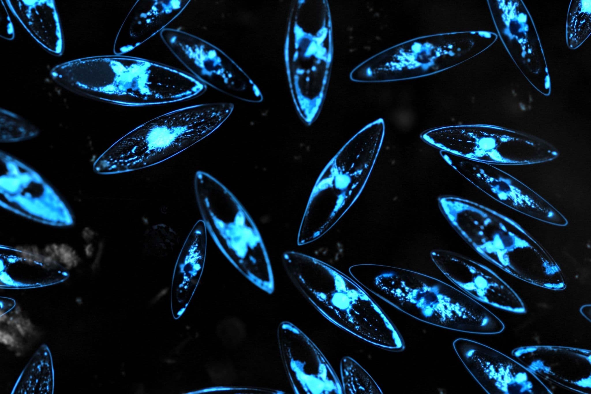 Glowing Nature