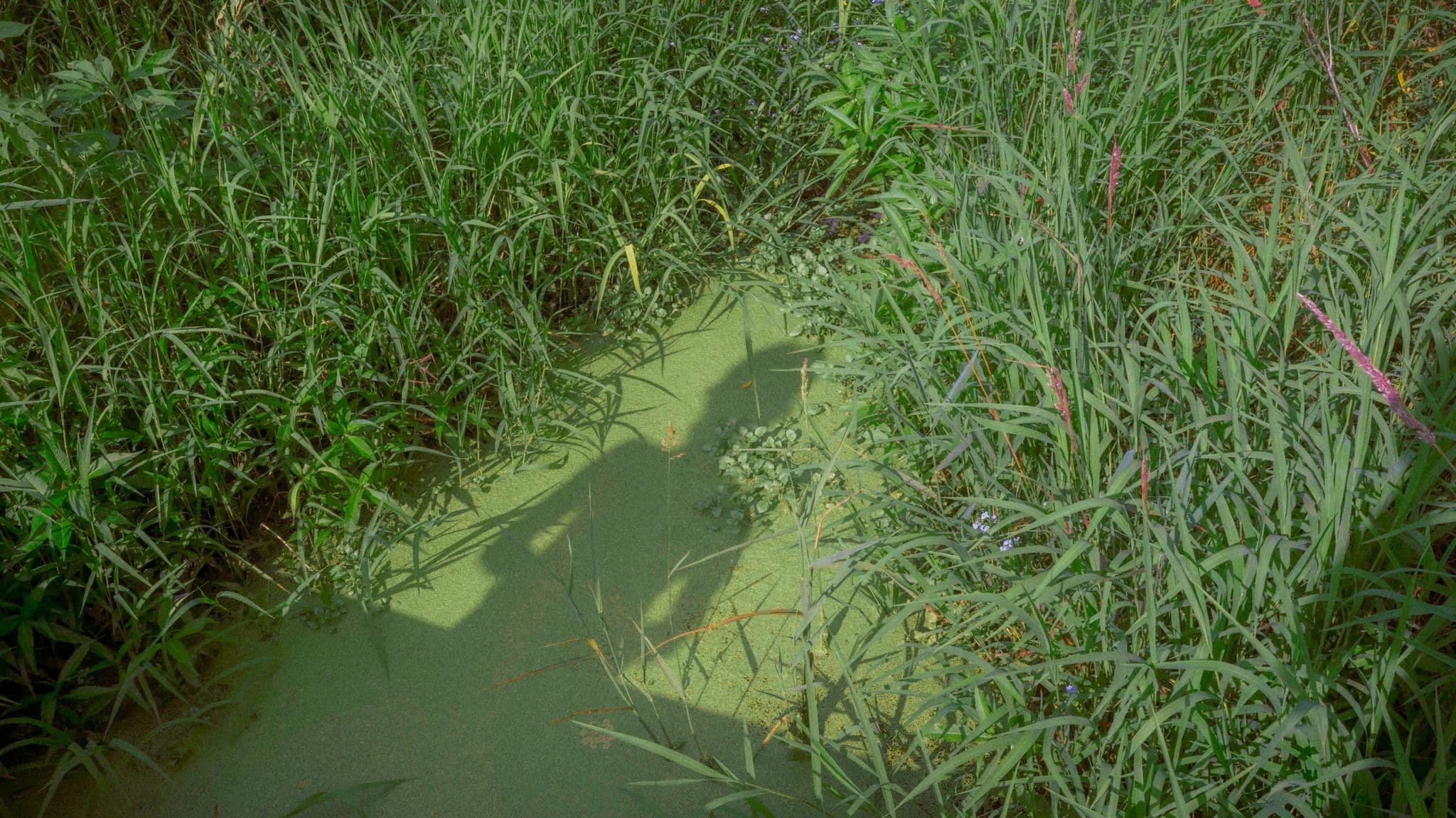 My shadow in the swamp
