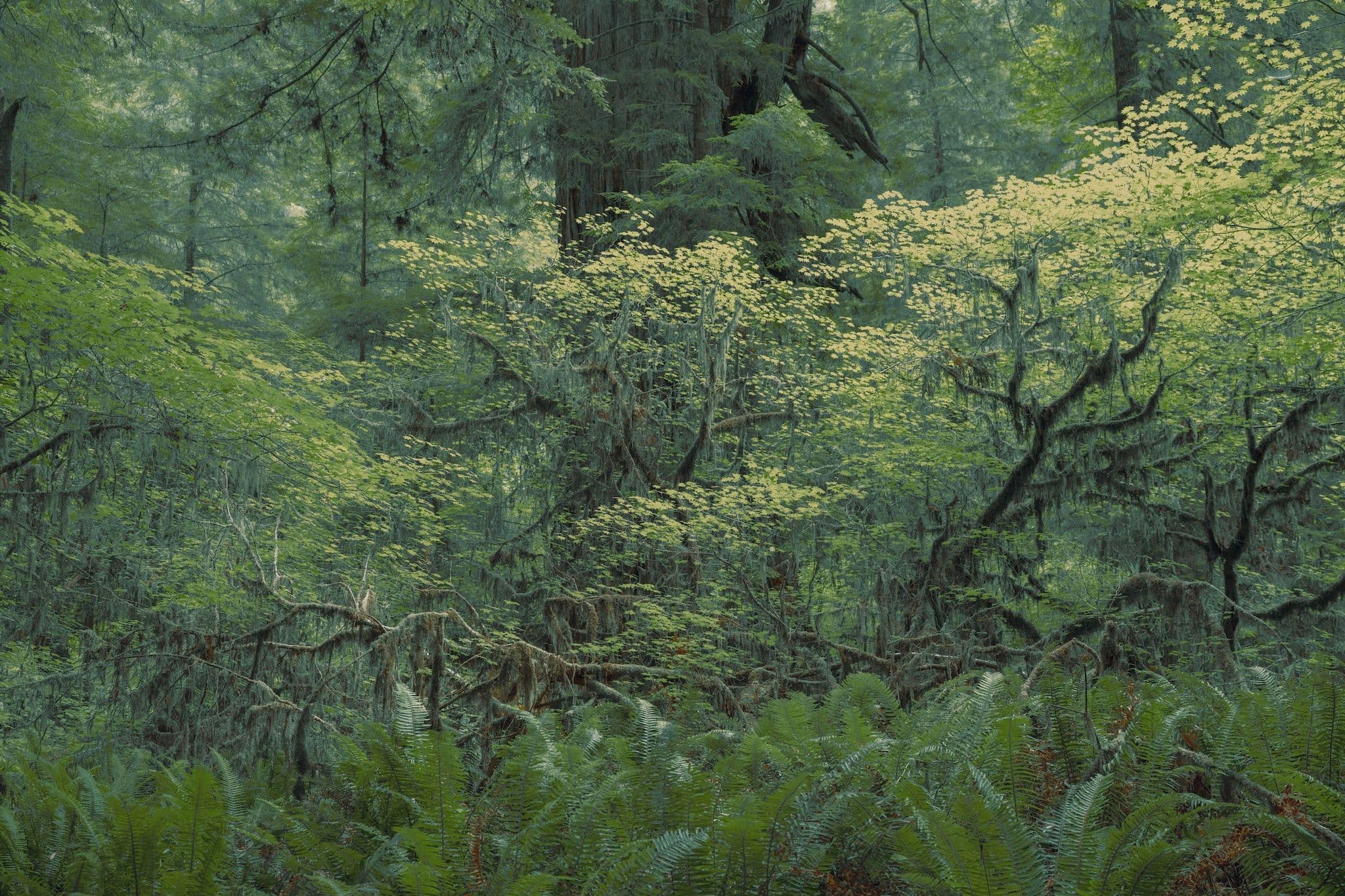 Undergrowth composition