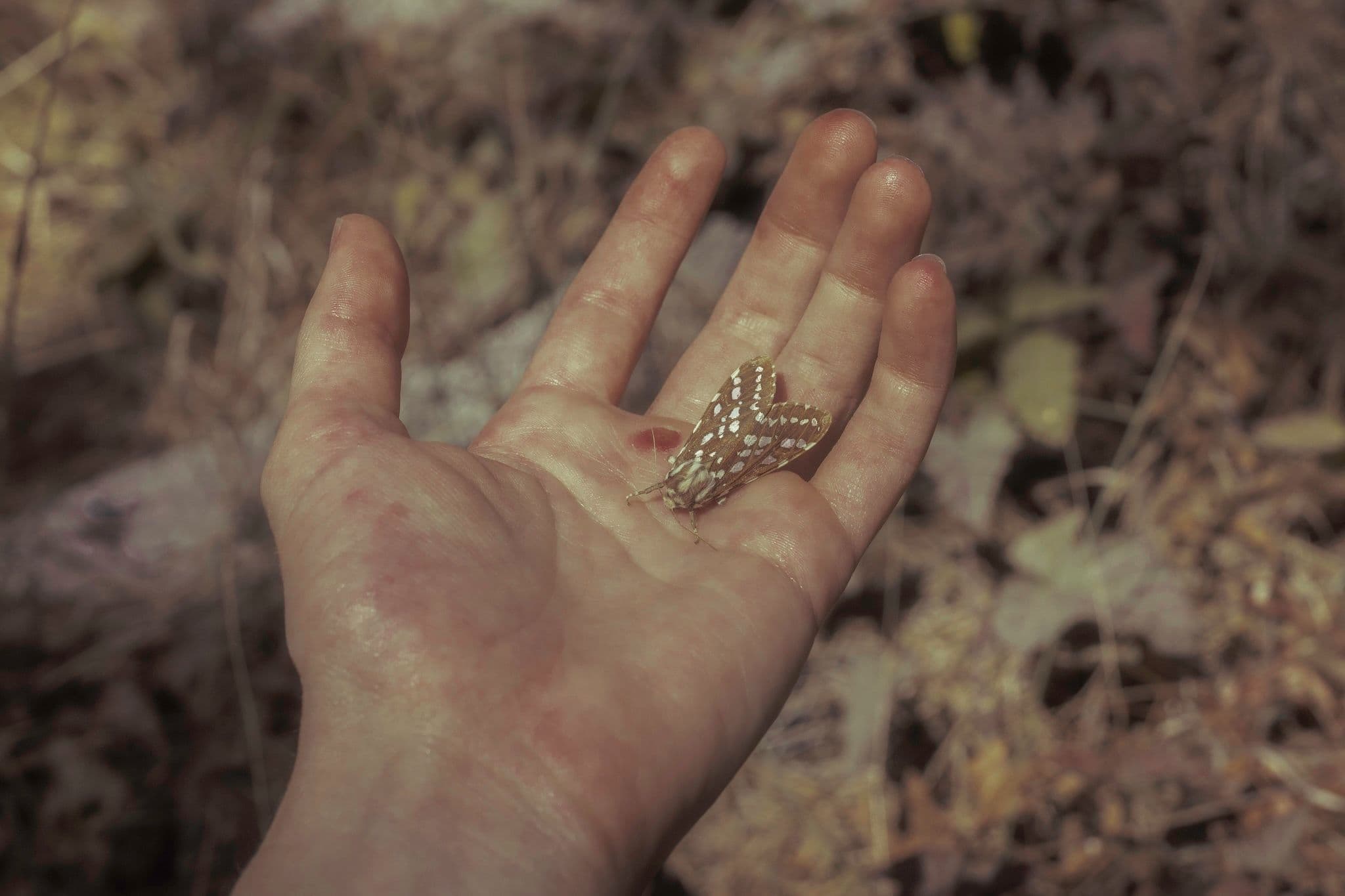 Moth's final moments on my palm